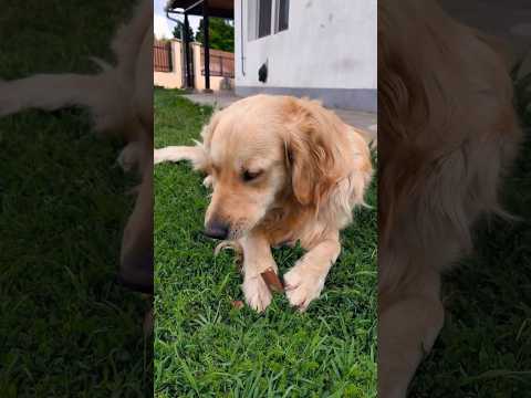 🐾 Köszönöm! ❤️🐕