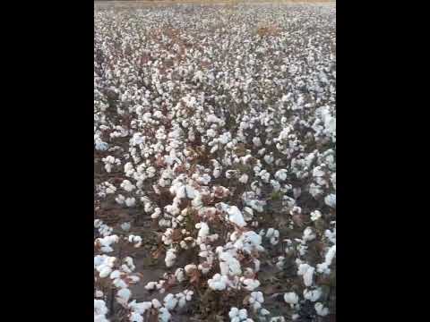 Primer lote de algodon Dario Jasiuk   San Bernardo Chaco 2