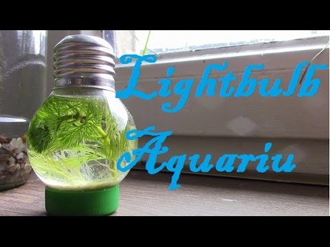 Mini-Aquarium in der Glühbirne - Erschaffe deine kleine Unterwasser-Welt