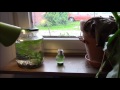 Mini-Aquarium in der Glühbirne - Erschaffe deine kleine Unterwasser-Welt