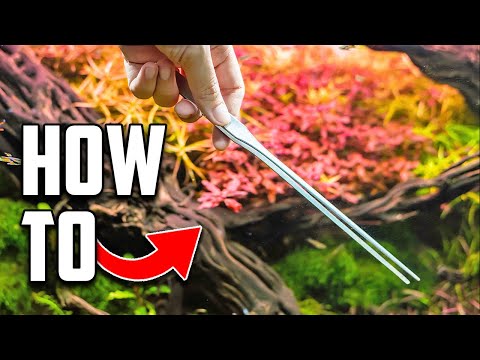 Aquascaping Basics & Tips for Beginners to Get Started
