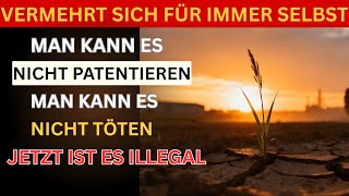 Das Superfood, das sie in ein Unkraut verwandelten: Warum ist es verboten, dies anzubauen?