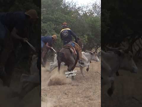 Quase deu certo #romariofeitosa #pegadeboinomato