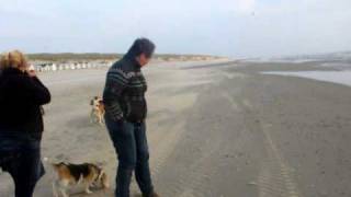 Strand van Texel bij den Hoorn met vier beagles