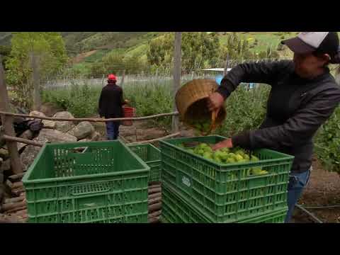 Golden Berry Harvesting Picking and Packing | Modern Agriculture | Production System