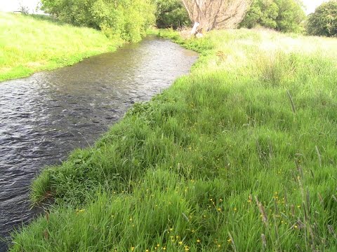 Small stream fly fishing, Spring creek browns