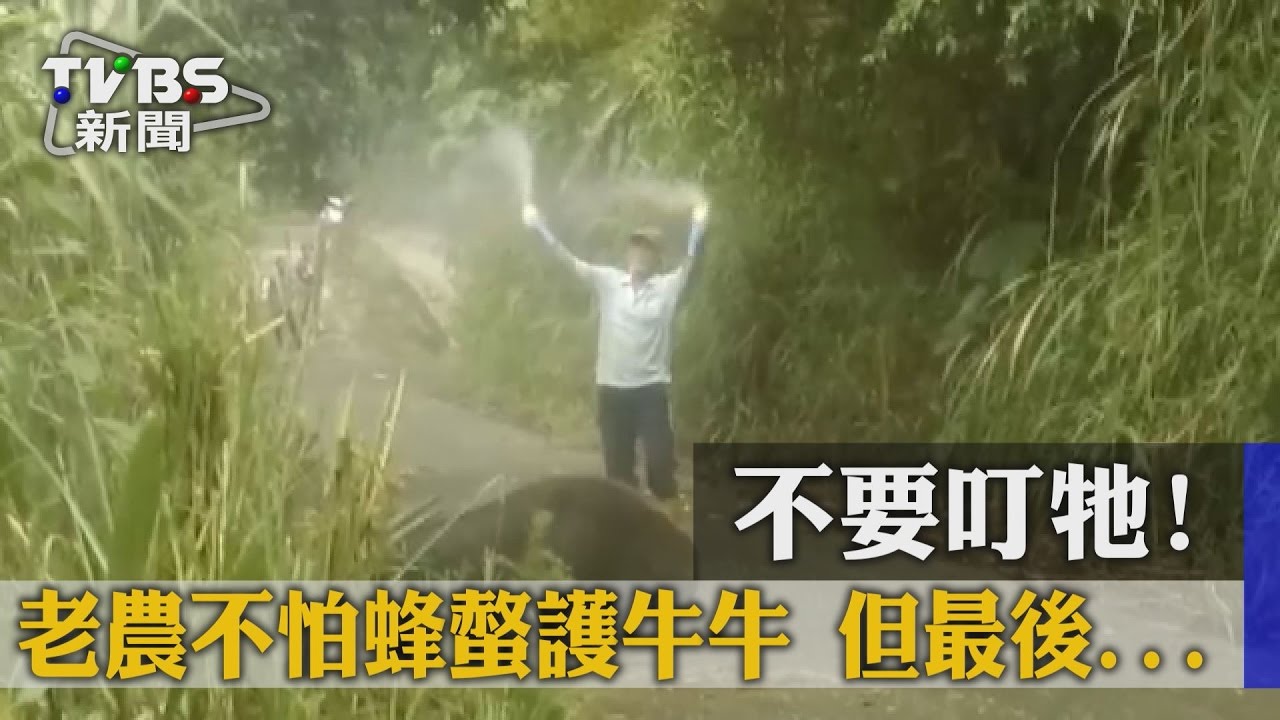 不要叮牠!老農不畏虎頭蜂護牛牛 冒險營救