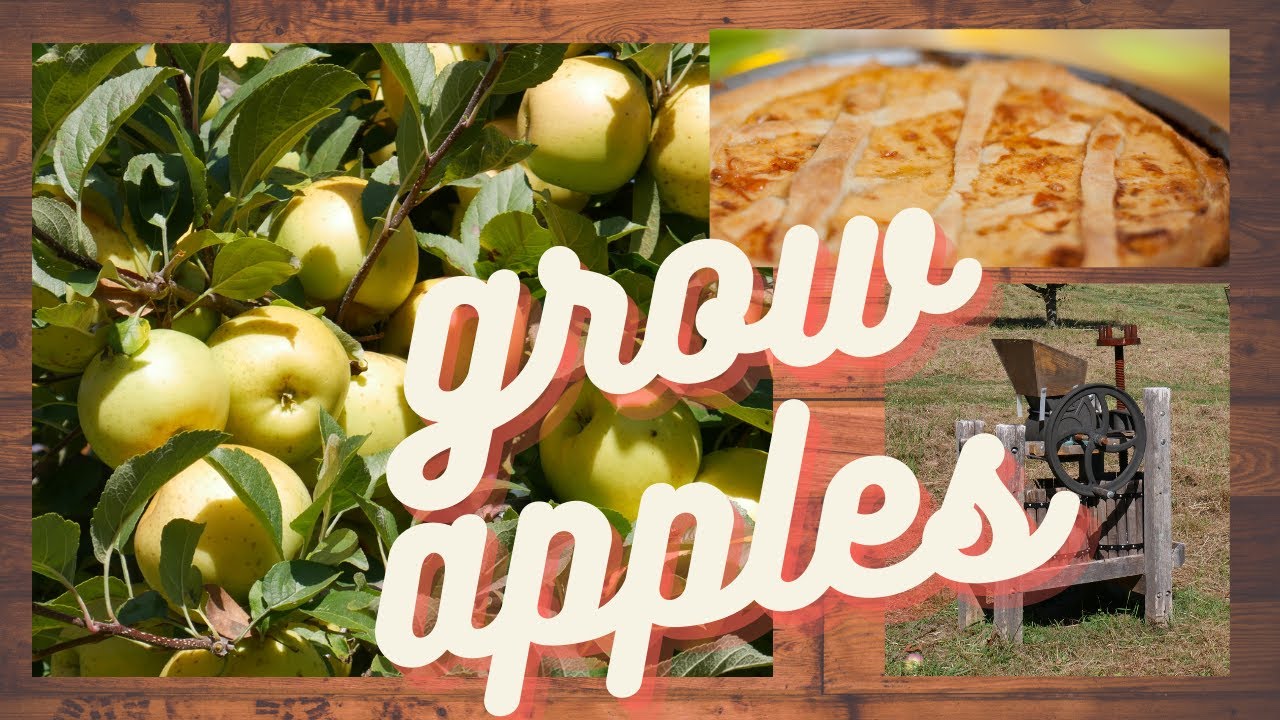 Pruning apple trees, a tutorial and demonstration.