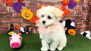 ハーフ犬の動画01