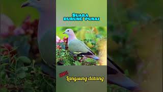 Download lagu SUARA BURUNG PUNAI || cocok untuk manggil burung punai  #burungpunai #suaraburung #shorts mp3