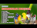 MASTERAN BURUNG KOMBINASI BERJEDA Katem Love Bird Kenari Gereja Cucak Jenggot Prenjak Dll
