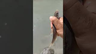 Download lagu #fishing #youtube #travel #youtubeshorts #instagram #nature #fish hello mp3 Download lagu #fishing #youtube #travel #youtubeshorts #instagram #nature #fish hello mp3