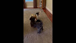 Video preview image #1 Beagle Puppy For Sale in Doylestown, PA, USA