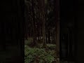 9 Seconds Of Forest Silence Shorts