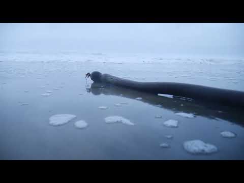 Protecting your Essence - The Soma Show