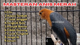 Download lagu MASTERAN ANIS MERAH GACOR LAGU BERVARIASI FULL TEMBAKAN BAGUS BUAT MASTER SUARA BURUNG MUDA mp3 Download lagu MASTERAN ANIS MERAH GACOR LAGU BERVARIASI FULL TEMBAKAN BAGUS BUAT MASTER SUARA BURUNG MUDA mp3