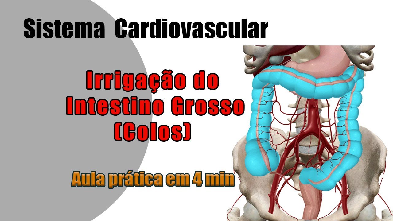 O Que é Irrigação Anatomia