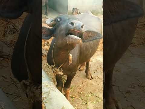 Buffalo#sounds#buffalo#sounds#shorts#video
