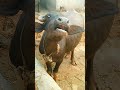 Buffalo Sounds Buffalo Sounds Shorts Video