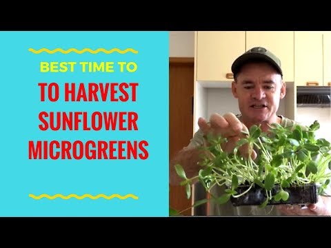 The Best Time to Harvest & Eat Sunflower Microgreens