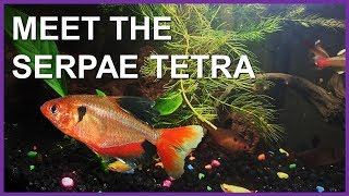 Serpae Tetra (Red Minor Tetra) Care, Diet, and Tank Set Up