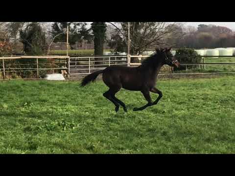 SF v. Vitalis - Sandro Hit -for sale