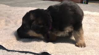 Video preview image #2 German Shepherd Dog Puppy For Sale in LEAD HILL, AR, USA