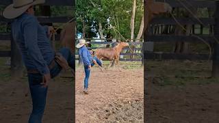 Rei do Laço com o pé, passo tá na corda 🦶〰️🐴
