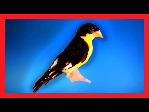 Čížik menší (Spinus psaltria) — video o speve a chove