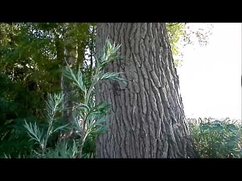 Pflanzenwissen: Der Beifuß- ein Multifunktionskraut