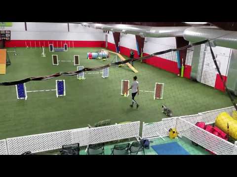 Blazin' Doggie - Agility Training (Summer 2017)