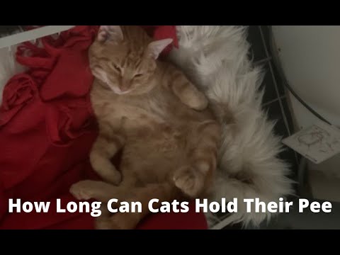 YouTube video about: Can cats go all night without peeing?
