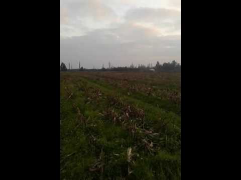 Braco Alemán . Luna