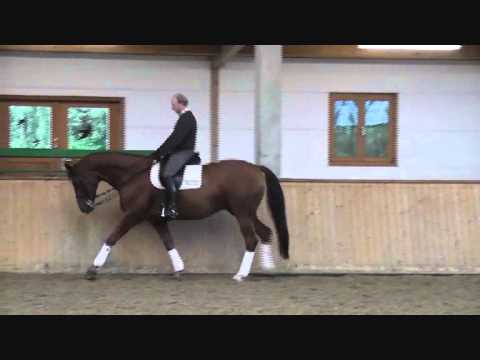 Dagon S 6- jähriger Wallach von Dancier x Weltmeyer