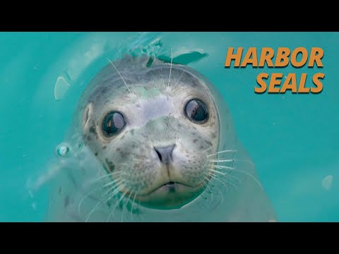 Harbor Seals' Super-powered Cuteness (Salish Sea Wild)