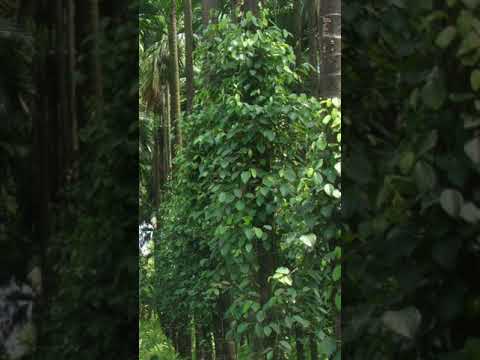ಬೆಳೆ ಸಮೀಕ್ಷೆ – ಬೆಳೆ ವಿವರ ದಾಖಲಿಸುವುದು- ಅಂತರ ಬೆಳೆ ಪದ್ಧತಿ(ಭಾಗ-೧)