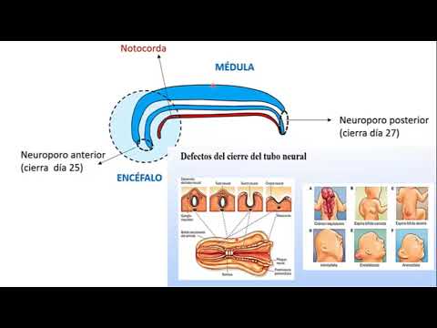 Filogenia y Ontogenia del sistema nervioso parte 2