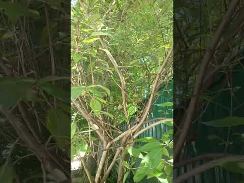 Nika plant🌿#Respiratory