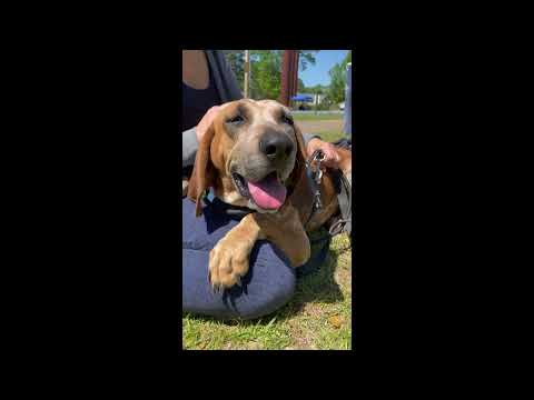 Daisy Duke, an adoptable Hound Mix in Columbia, SC_image-1