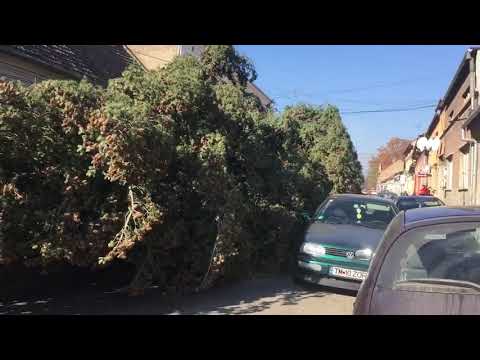 Soc si groaza la Lugoj