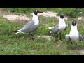 Laughing Gulls Laughing