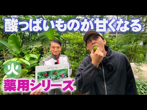 Synsepalum dulcificum ダニエル