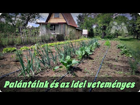 ????????Palántázási módszereink és az idei veteményes kert |Május elején|????????