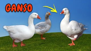 Som dos Animais da Fazenda. Som de Ganso