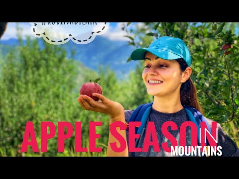 How not to pluck an apple ||