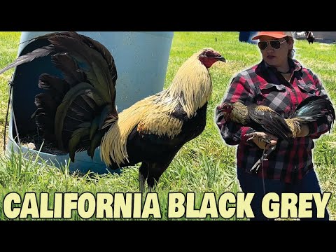 California BLACK GREY Spring Grove Farm USA - Beautiful Birds Farm Visit