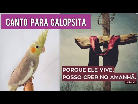 ASSOBIO PARA CALOPSITA - PORQUE ELE VIVE - HARPA CRISTÃ
