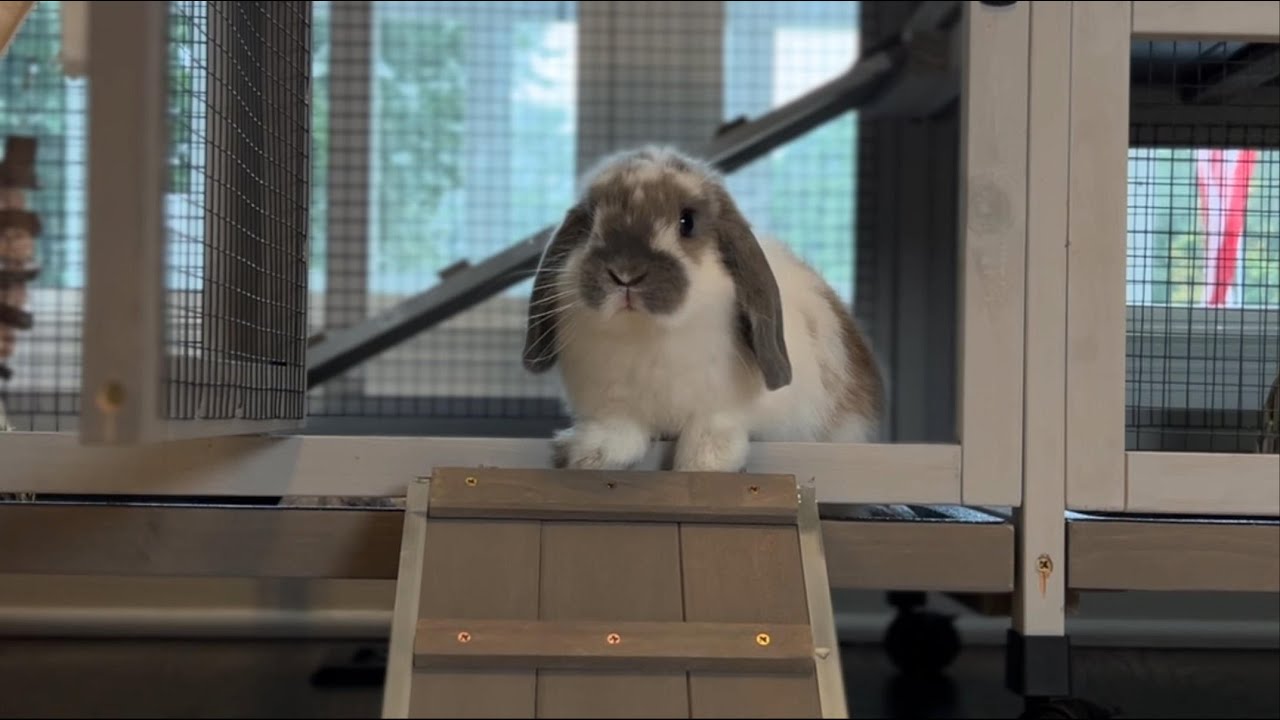Rabbit Video 1