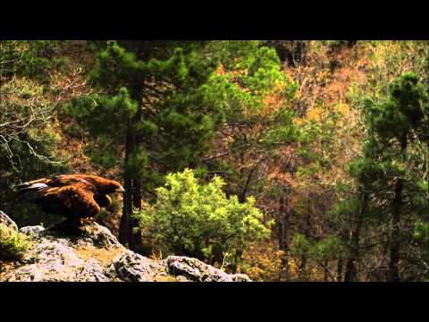 Wild Spain promo Nat Geo Wild