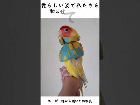 コザクラインコについて詳しく解説